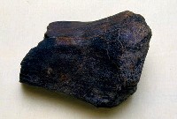 藏品(象脛骨遠端)的圖片